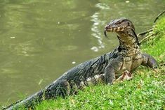 an iguana sitting on the grass next to water