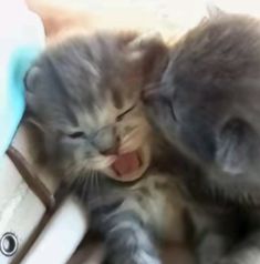 two kittens are playing with each other in the bathroom