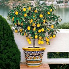 a potted lemon tree sitting on top of a wooden table next to a lake