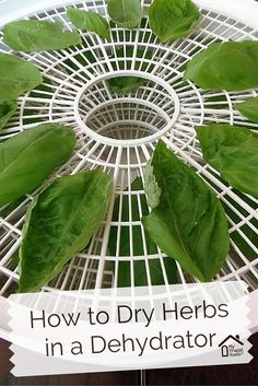 how to dry herbs in a dehydraator