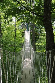 a rope bridge in the middle of a forest