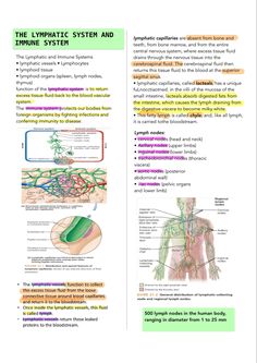 Lymphoid System, Chem Study, Human Muscular System, Anatomy Notes, Biochemistry Notes, Vet Notes, Np School, Anatomy Bones