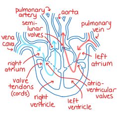 diagram of the human heart labeled in red and blue