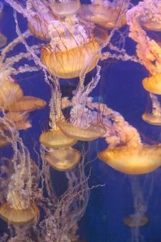 many jellyfish swimming in an aquarium tank