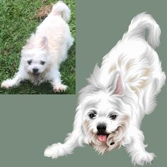 a white dog standing on top of a lush green field next to a photo of it's owner