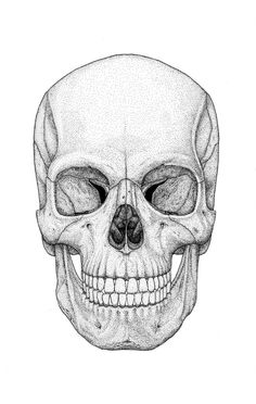 a drawing of a human skull with the lower jaw missing from it's left side