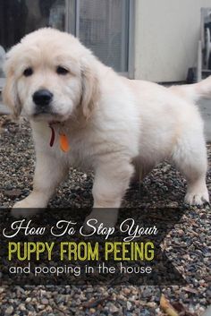 a puppy standing on gravel with the words how to stop your puppy from peeing and pooping in the house