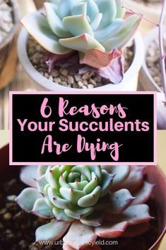 three succulents with the words 6 reason your succulents are dying