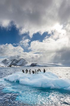 penguins are standing on an iceberg in the ocean