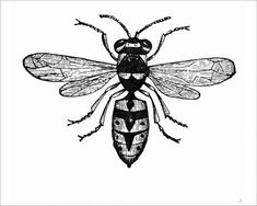 a black and white drawing of a fly insect on a white background, vintage line drawing or engraving