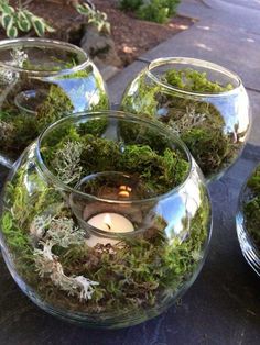 several glass vases filled with moss and lit candles