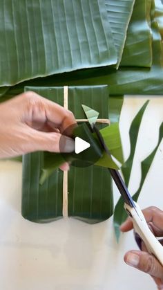 someone cutting up some leaves with scissors on top of a white table and another person is holding a pair of scissors in front of them