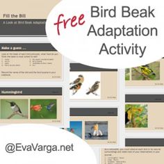 the bird beak appetition activity is displayed in front of an image with birds on it