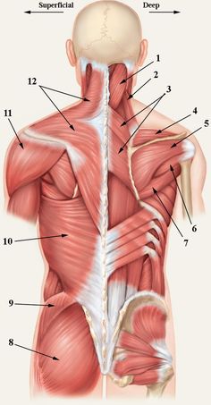 the muscles are labeled in this diagram, including the upper half and lower half of the body