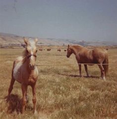 two horses are standing in the middle of a field