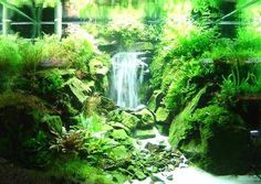 an aquarium filled with lots of green plants next to a small waterfall surrounded by rocks