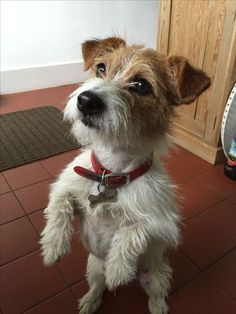 a brown and white dog standing on top of a red tile floor next to a wooden door