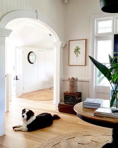 a black and white dog laying on top of a hard wood floor