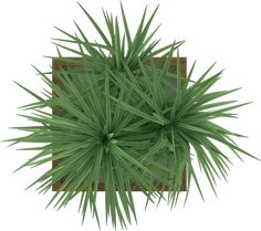 an overhead view of a green plant on a white background