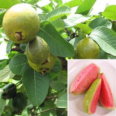 the fruit is growing on the tree and ready to be eaten