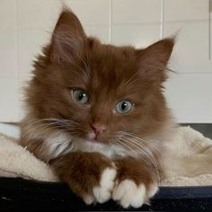 an orange and white cat laying on top of a towel in a bath room next to a tiled wall