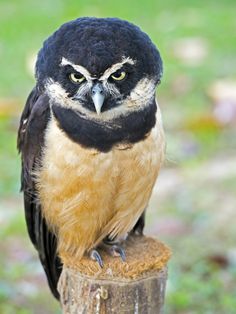 an owl sitting on top of a wooden post