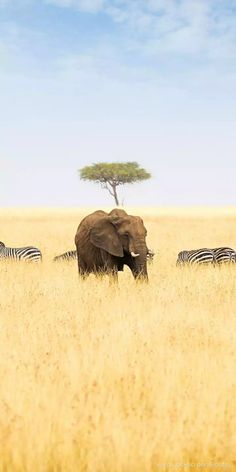 an elephant standing in the middle of a field with zebras behind it and a lone tree