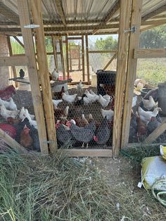 several chickens are in their coops on the farm