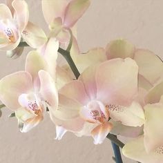 some white and pink orchids are in a vase on a table with a wall behind them