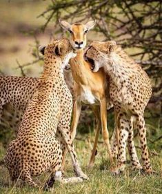 three cheetah standing next to each other in the grass with one antelope on its back