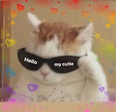 a cat wearing sunglasses with the caption hello my cutie