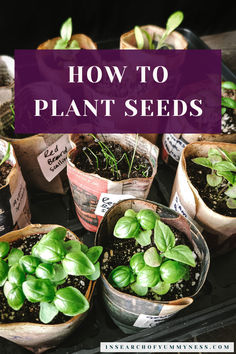 A tray of paper plant pots with sprouted seedlings. Planting Seeds Outdoors, Planting Seeds Indoors, Growing Green Beans, Start Seeds Indoors, Avocado Plant, Planting Calendar, Easy Thanksgiving Recipes, Easy Vegetables To Grow