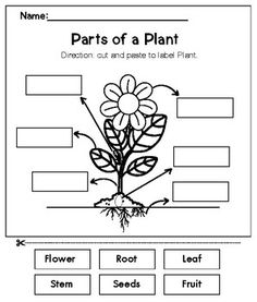 parts of a plant worksheet for kids to learn about plants and their roots