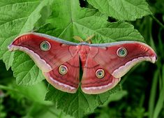 a red and white moth sitting on top of a green leafy plant with lots of leaves around it