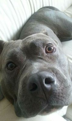 a close up of a dog laying on a bed with its eyes wide open and looking at the camera