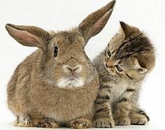 two cats and a bunny sitting next to each other