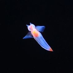 an orange and white fish floating in the dark water