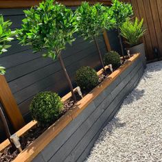 a row of trees sitting next to each other on top of a wooden planter