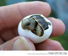 a small turtle hatched in an egg with the caption knock knock who is it?