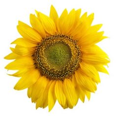 a large yellow sunflower on a white background