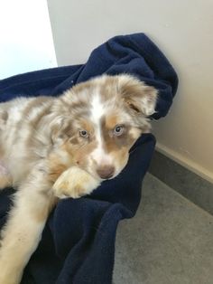 a dog laying on top of a blue blanket next to a white and gray wall