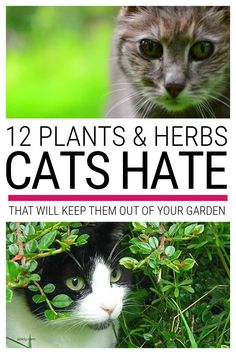 two cats with the caption 12 plants and herbs that will keep them out of your garden