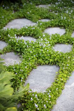 Irregular shaped Bluestone steppers are brought to life with the planting of Viola hederacea. Garden Pathways Ideas, Terraced Gardens, Front Path, Eco Outdoor, Garden Pathways, Stone Pavers, Ground Covers, Plants Outdoor, Garden Decor Ideas