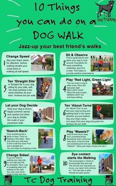 the 10 things you can do on a dog walk info sheet for dogs and their owners