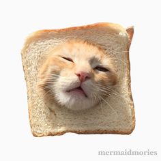 an orange and white cat sleeping on top of a piece of bread with it's eyes closed