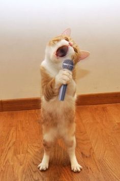 an orange and white cat holding a microphone with its mouth open while standing on it's hind legs