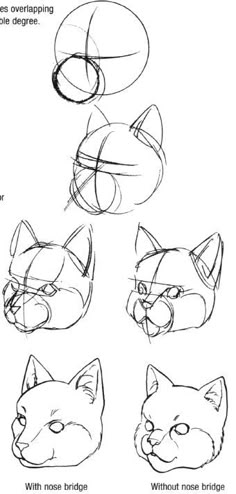 the steps to draw an animal head with different angles and shapes for each face, including one