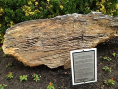 a large rock sitting in the middle of a garden filled with plants and flowers next to a plaque