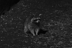 a raccoon sitting on the ground in front of a tree and some leaves