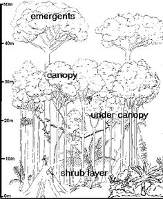 the parts of a tree labeled in black and white, with labels on each side